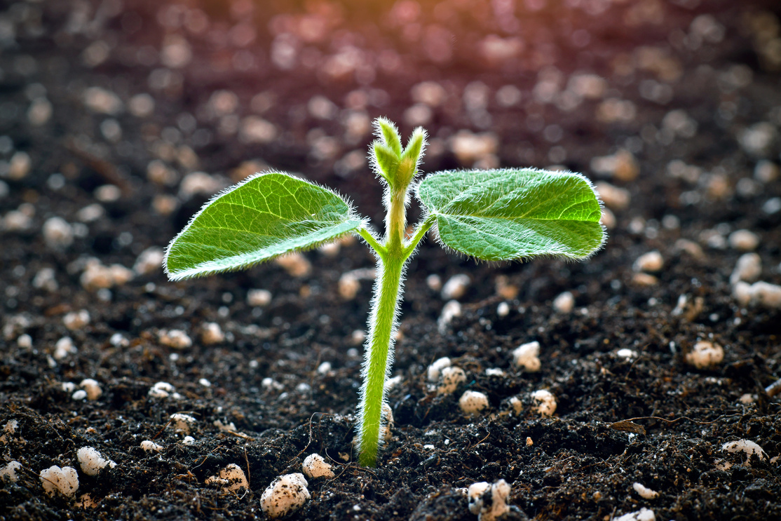 Soy Plant Sprouting from a Soil